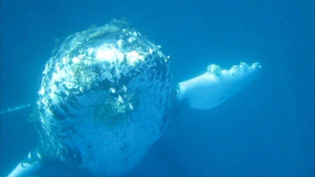  Baleines grises 